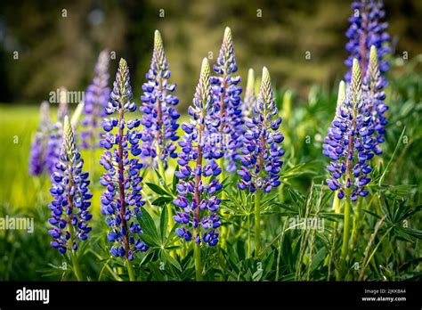 Planta De Lupino Morado Fotografías E Imágenes De Alta Resolución Alamy