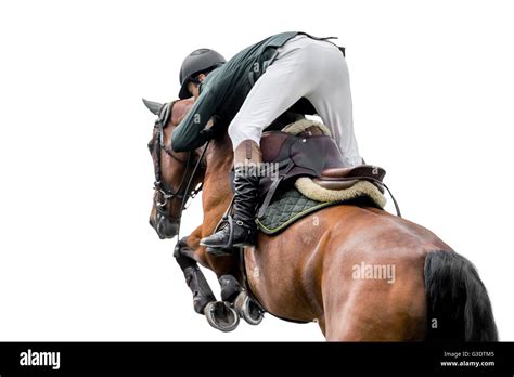 Horse Jumping, Equestrian Sports, Isolated on White Background Stock ...