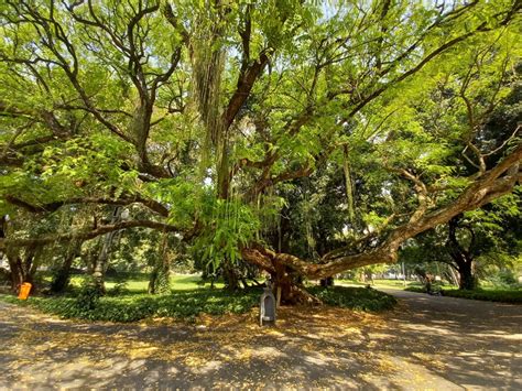 Rio receberá o plantio de 8 mil árvores nativas da Mata Atlântica