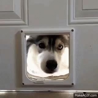 Funny Animals Dogs GIF - FunnyAnimals Dogs Husky - Discover & Share GIFs