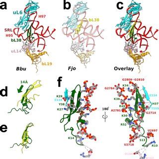 Bbu S Hibernating Ribosome Structure And Protein Components A Cryo Em