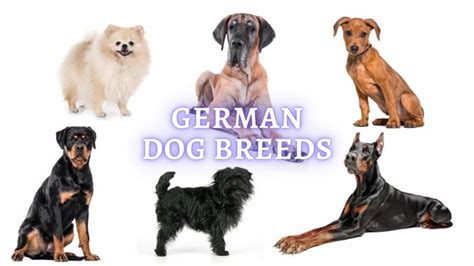 German Dog Breeds 19 German Dogs That Will Win Your Heart