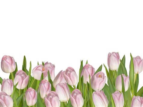 Premium Vector | Pink tulips on white background.