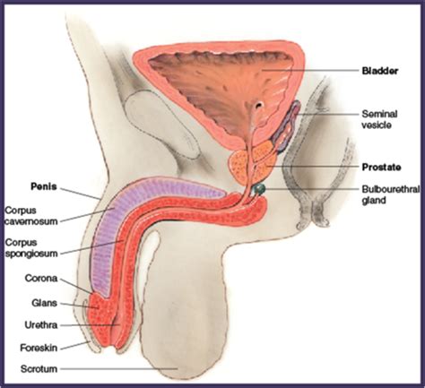 Chapter 25 Jarvis Male Genitourinary System Flashcards Quizlet