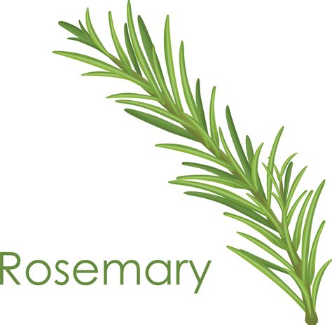 Rosemary A Green Sprig Of Rosemary Medicinal Plant Fragrant Plant