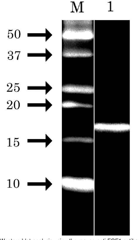 Figure From Low Expression Of Fgf Fibroblast Growth Factor In