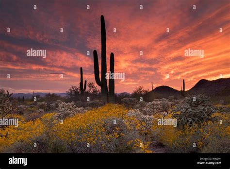 Sonoran desert sunset, Arizona Stock Photo - Alamy