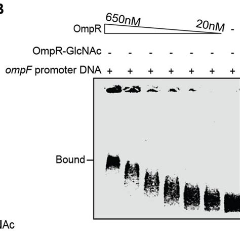 Glycosylation Reduces Ompr Dna Binding Affinity A Purification Of