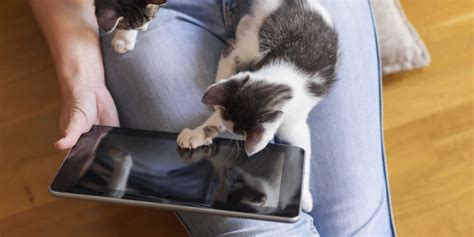 Best Cat Apps to Entertain, Train, and Care for Your Feline