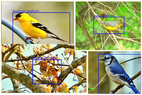 Bird Species Detection Using Deep Learning And PyTorch