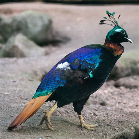 Impeyan Pheasant Juvenile Pair