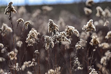 Spring Poland Flowers - Free photo on Pixabay - Pixabay