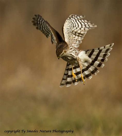 Sharp Shinned Hawk Hovering Above Prey