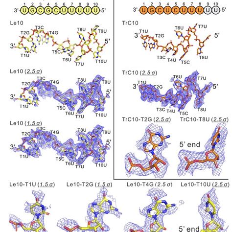 The Sequences Models And Cryo Em Densities Of The Rna Templates A