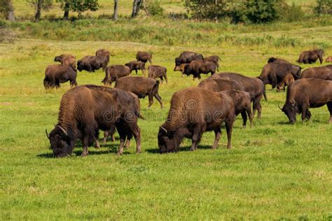 American Bison (Bison Bison) Simply Buffalo Stock Photo - Image of mammal, grass: 76115832