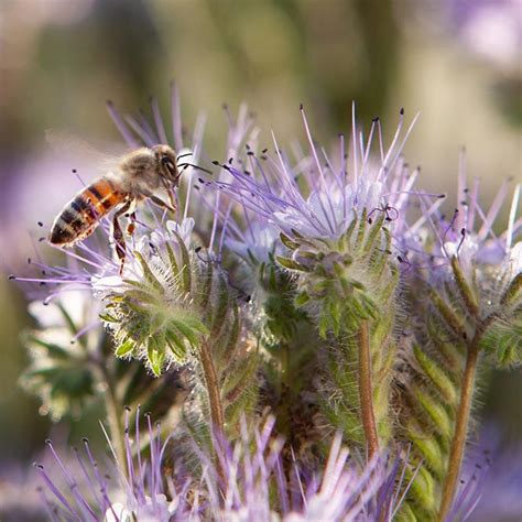 Pollinator Habitat Wildflower Seed Collection American Meadows