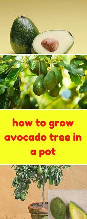 How To Grow An Avocado Tree In A Pot Food Garden Fruit Garden Edible