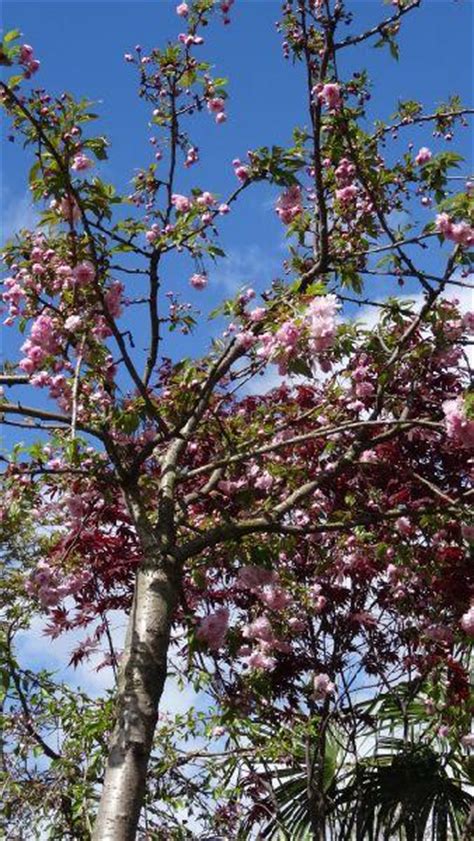 Prunus Kiku Shidare Zakura Online Cheals Weeping Cherry Tree