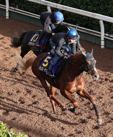 【菊花賞】ヴェローチェオロ 切れ味抜群でラストにグイ伸び、幸「レースがしやすい感じ」 スポニチ競馬web