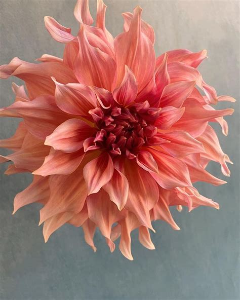 Teresa Yang Fung Floral Photographer On Instagram Penhill