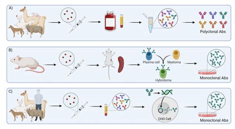 Antibody Production Choosing A Recombinant Expression System