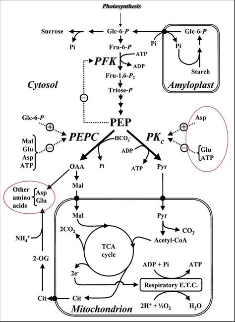 The Gs Gogat Assimilation Cycle Is Tightly Related To The Different