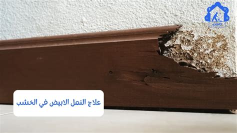 كيفية التخلص من النمل الابيض كلينترو