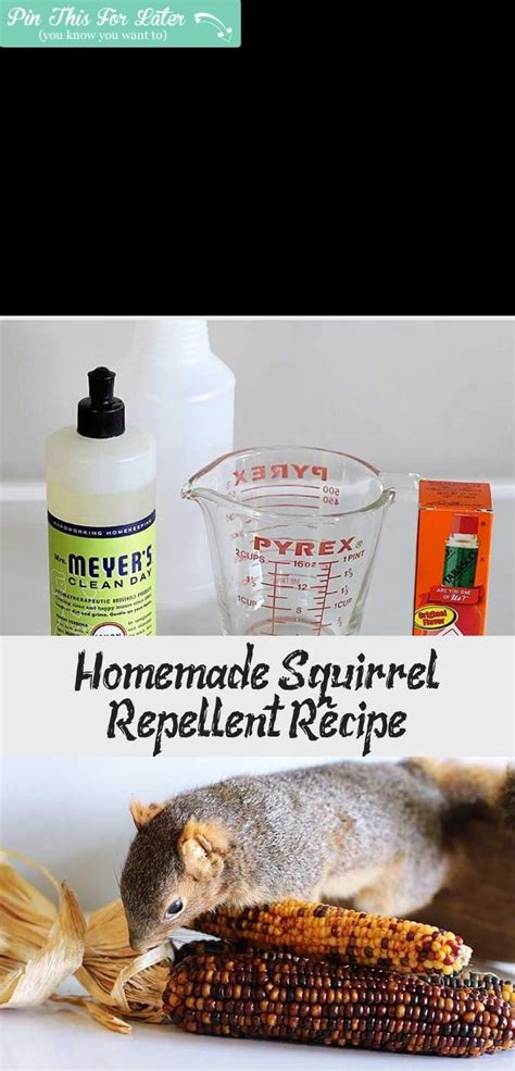 Homemade Squirrel Repellent Recipe - Decor Dıy | Homemade, Squirrel ...