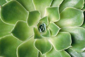 What Is a Rosette Plant? | Home Guides | SF Gate