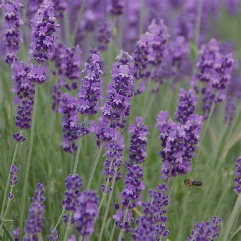 Lavandula Phenomenal Pp24193 Avant Gardens