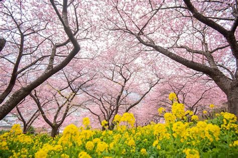 Premium Photo | Beautiful cherry blossom in matsuda , japan