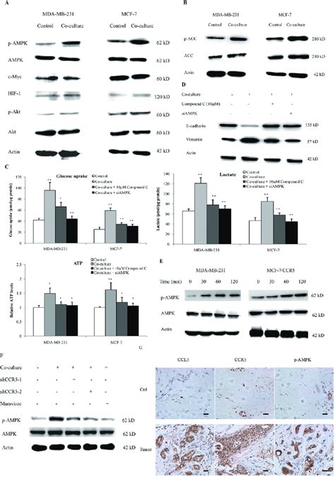 Ccl Ccr Axis Induced Aerobic Glycolysis By Regulation Of Ampk