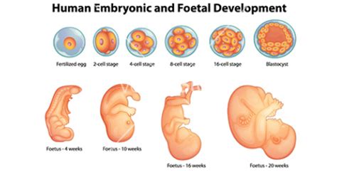 Fertilized Human Egg