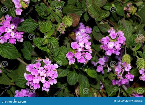 Lantana Montevidensis Trailing Lantana Purple Lantana Stock Image