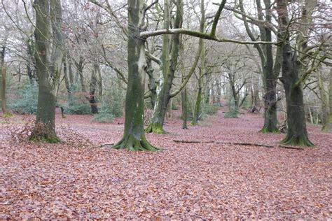 Beech Woodland Philip Halling Geograph Britain And Ireland