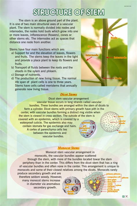 Structure Of Stem - Progressive Scientific Sdn. Bhd.