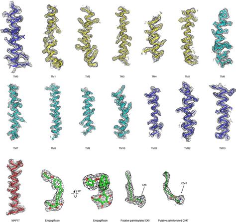 Representative Cryo Em Density Maps Of The Hsglt Map Complex The