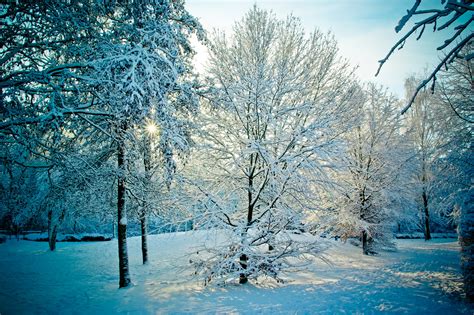 Free Images Tree Nature Forest Branch Cold Sunset Sunlight