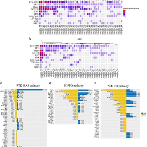 Frequent gene mutations enriched by the oncogenic pathways in squamous... | Download Scientific ...