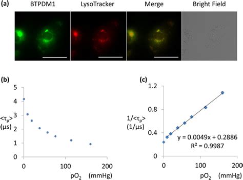 BTPDM1 characteristics in HK-2 cells.: (a) Phosphorescence/fluorescence ...