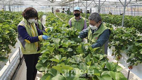 농업기술원 코로나19로 어려움 겪는 농가에 일손돕기 나서 김천일보 김천itv