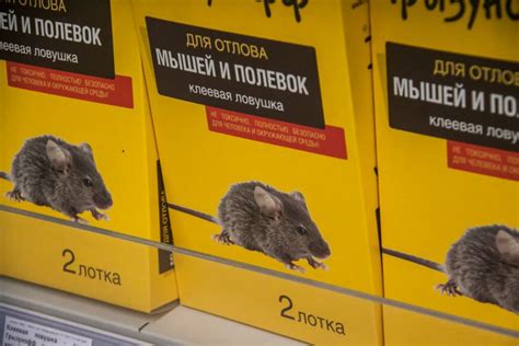 Как избавиться от полевых мышей на огороде: деревенский способ: новости ...