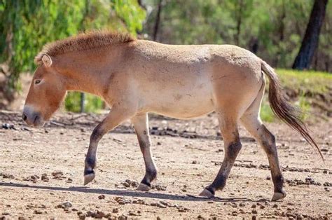 Top 10 Medieval War Horse Breeds: History, Size, & Pictures