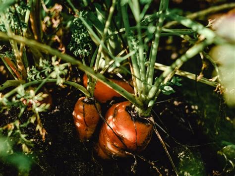 5 Best Winter Vegetables To Grow In Your Garden