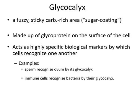 PPT - Plasma Membrane PowerPoint Presentation, free download - ID:3874546