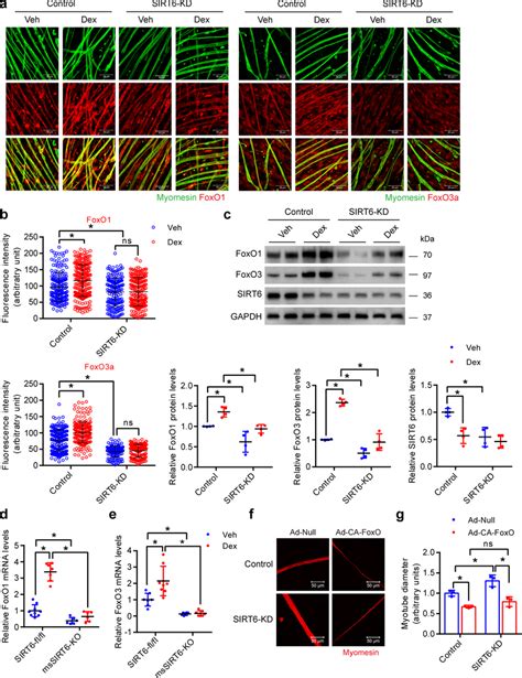 Constitutively Active Foxo Reduces Sirt Depleted Primary Myotube