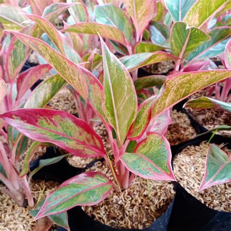 Jual Tanaman Hias Aglonema Lipstik Aglaonema Siam Aurora Shopee