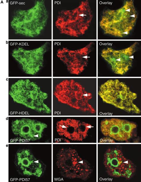 Subcellular Localization Of The Gfp Chimeras Cells Expressing