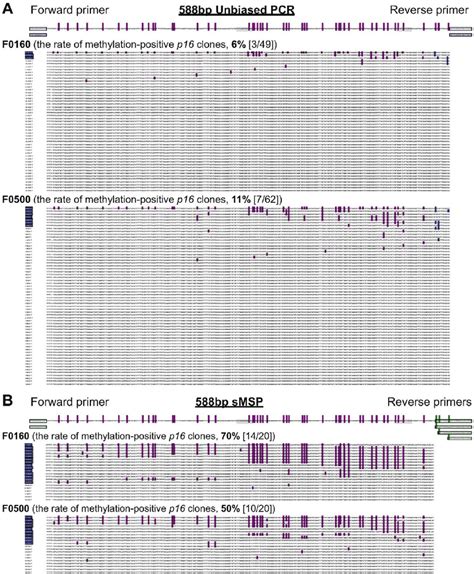 Results Of Bisulfite Sequencing Of The 588 Bp Fragment Of The P16 Cpg