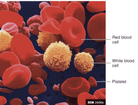 Biologi Blod Flashcards Quizlet